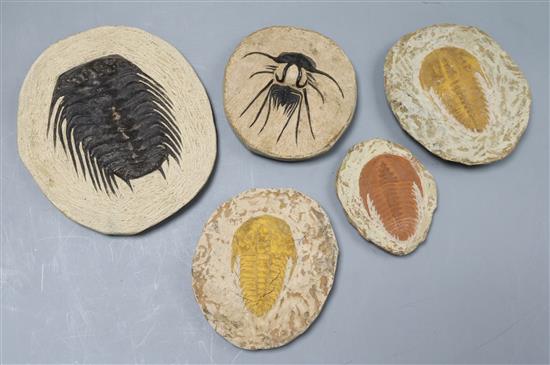 Five fossilised type stones including two Paradoxides